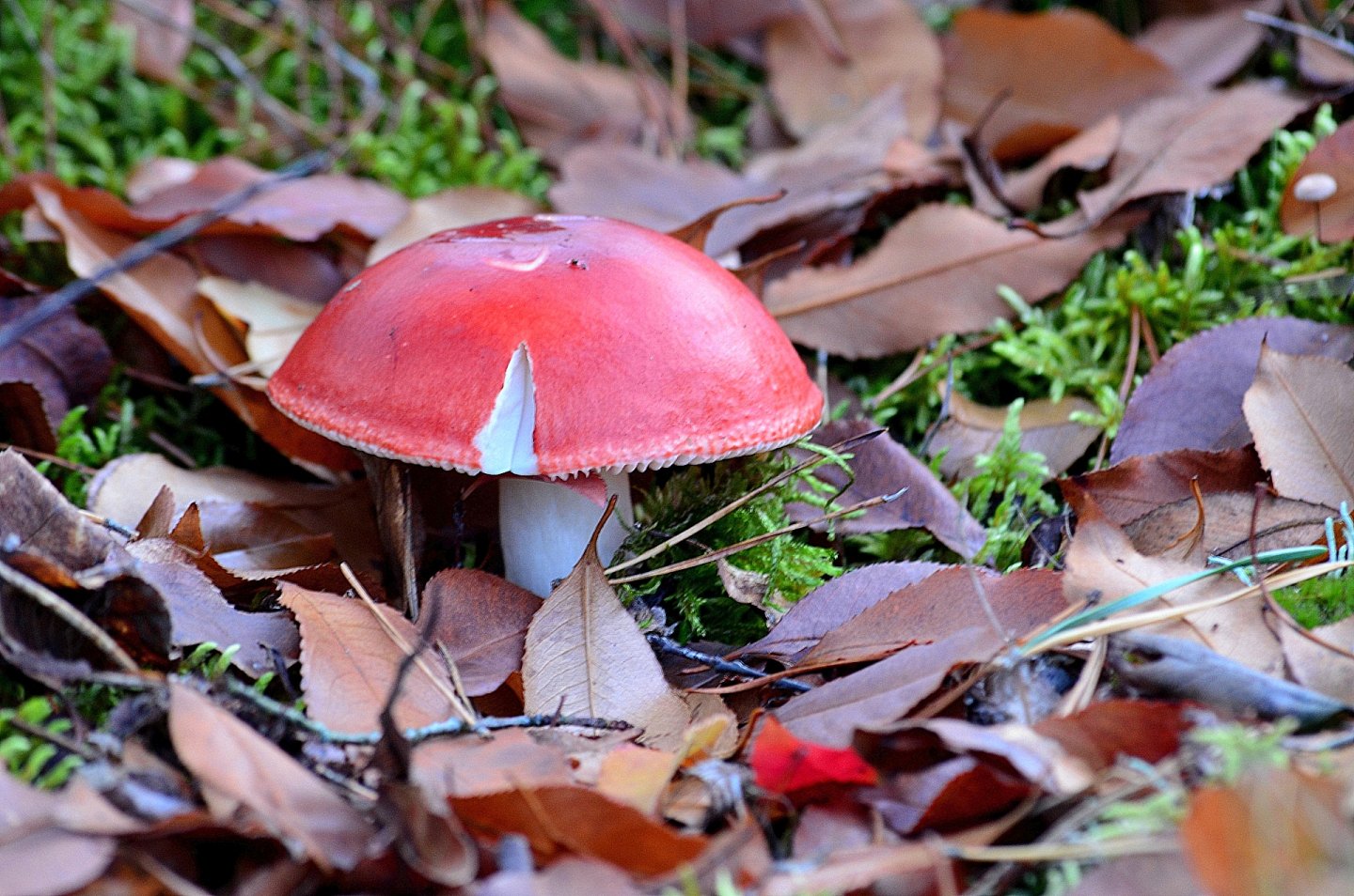 Fonds d'cran Nature Champignons 