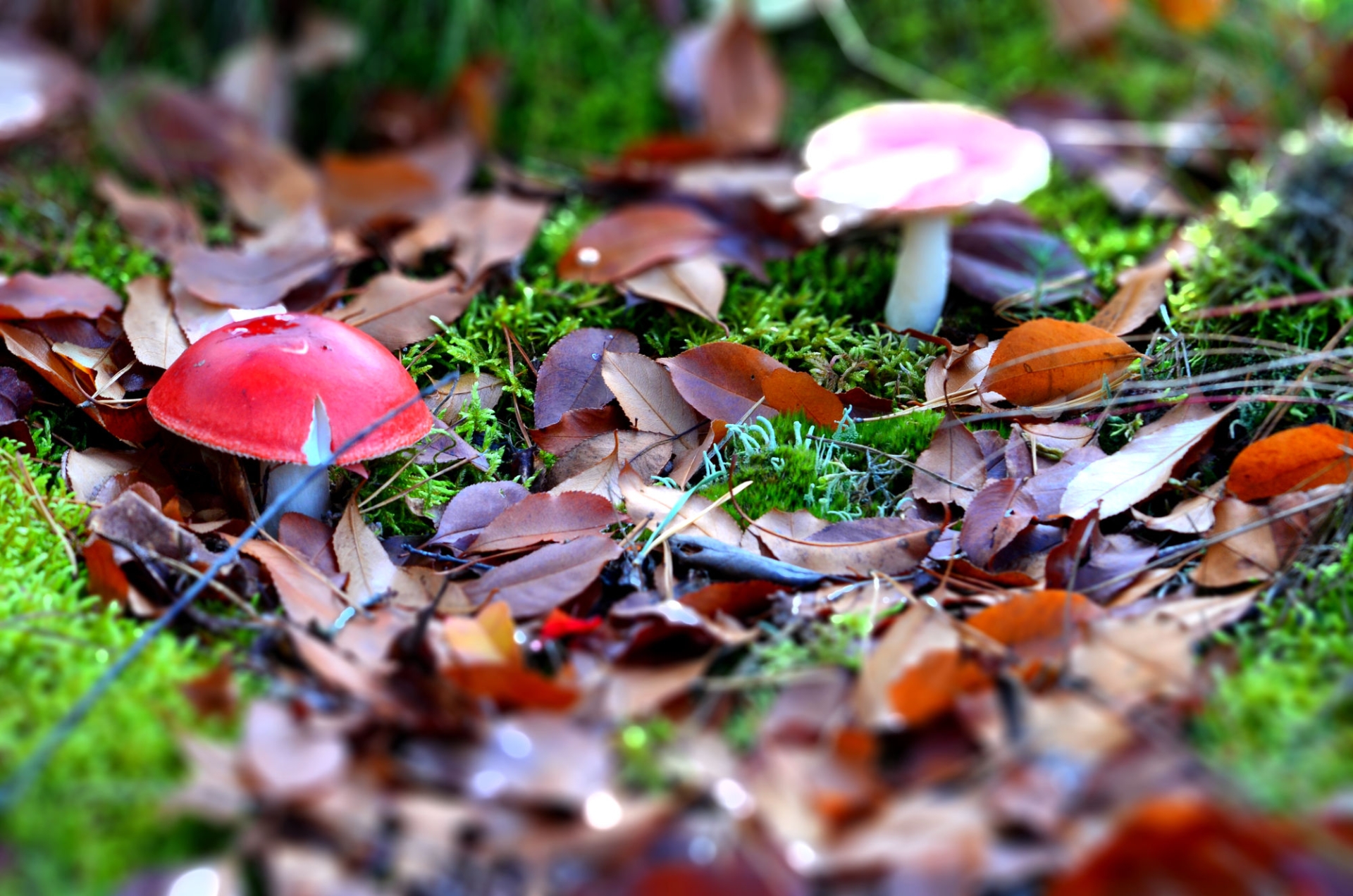 Fonds d'cran Nature Champignons 