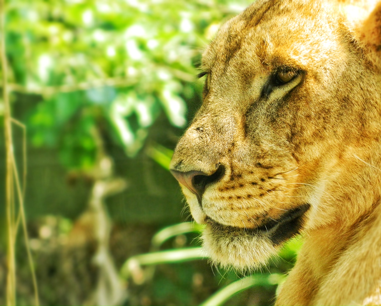 Fonds d'cran Animaux Flins - Lions Lion  Bali