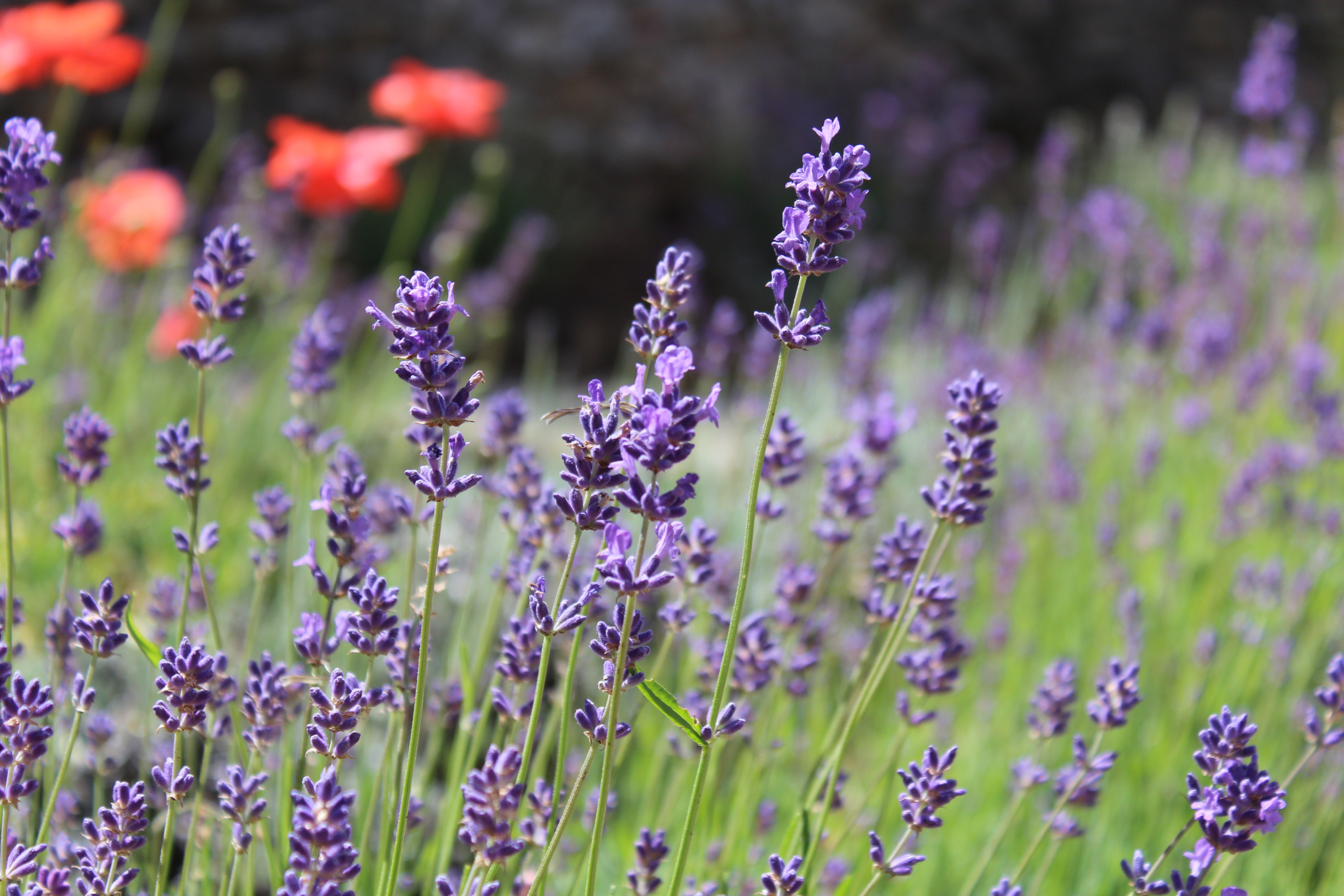 Fonds d'cran Nature Fleurs 