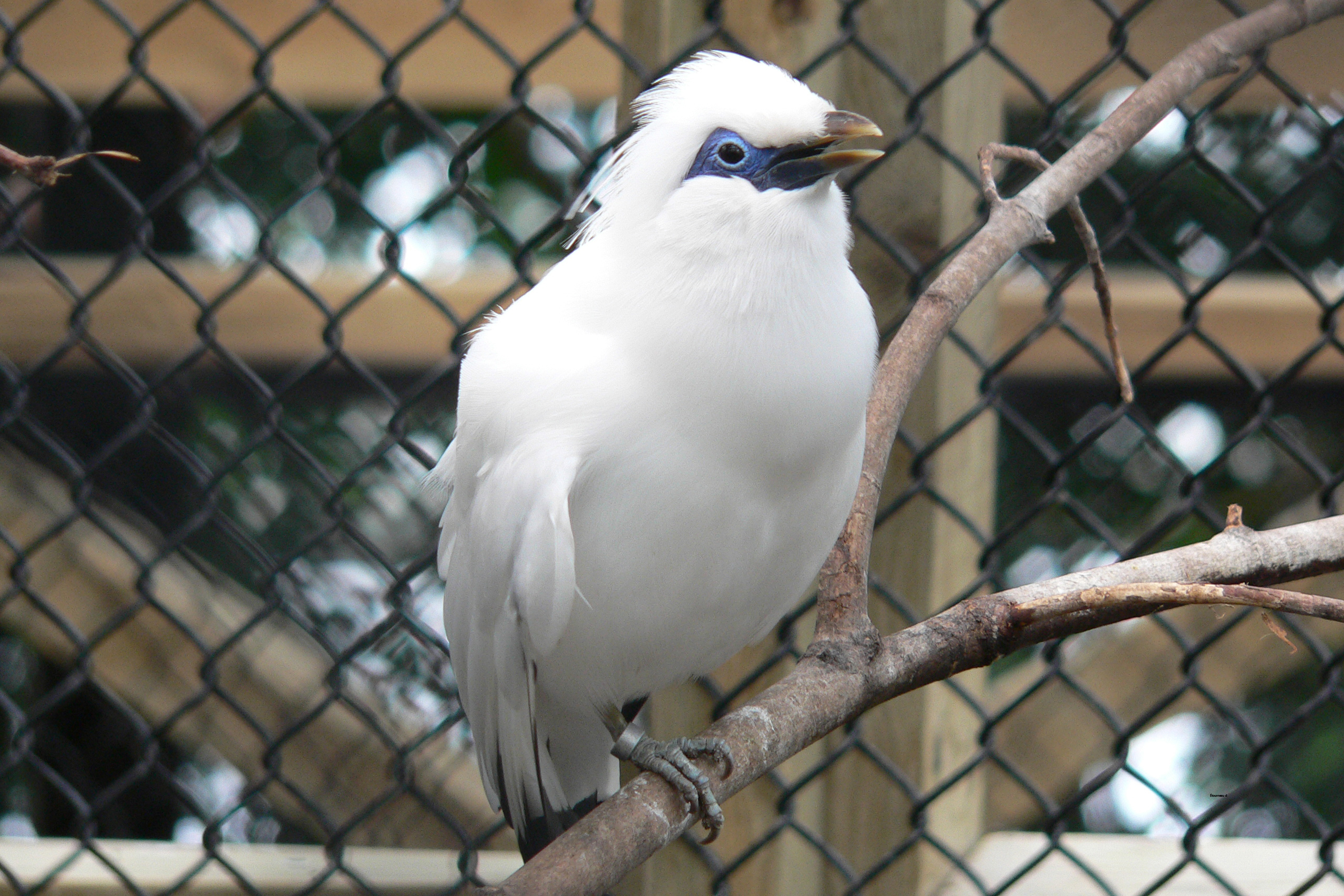 Fonds d'cran Animaux Oiseaux - Etourneaux tourneau de Rotchschild