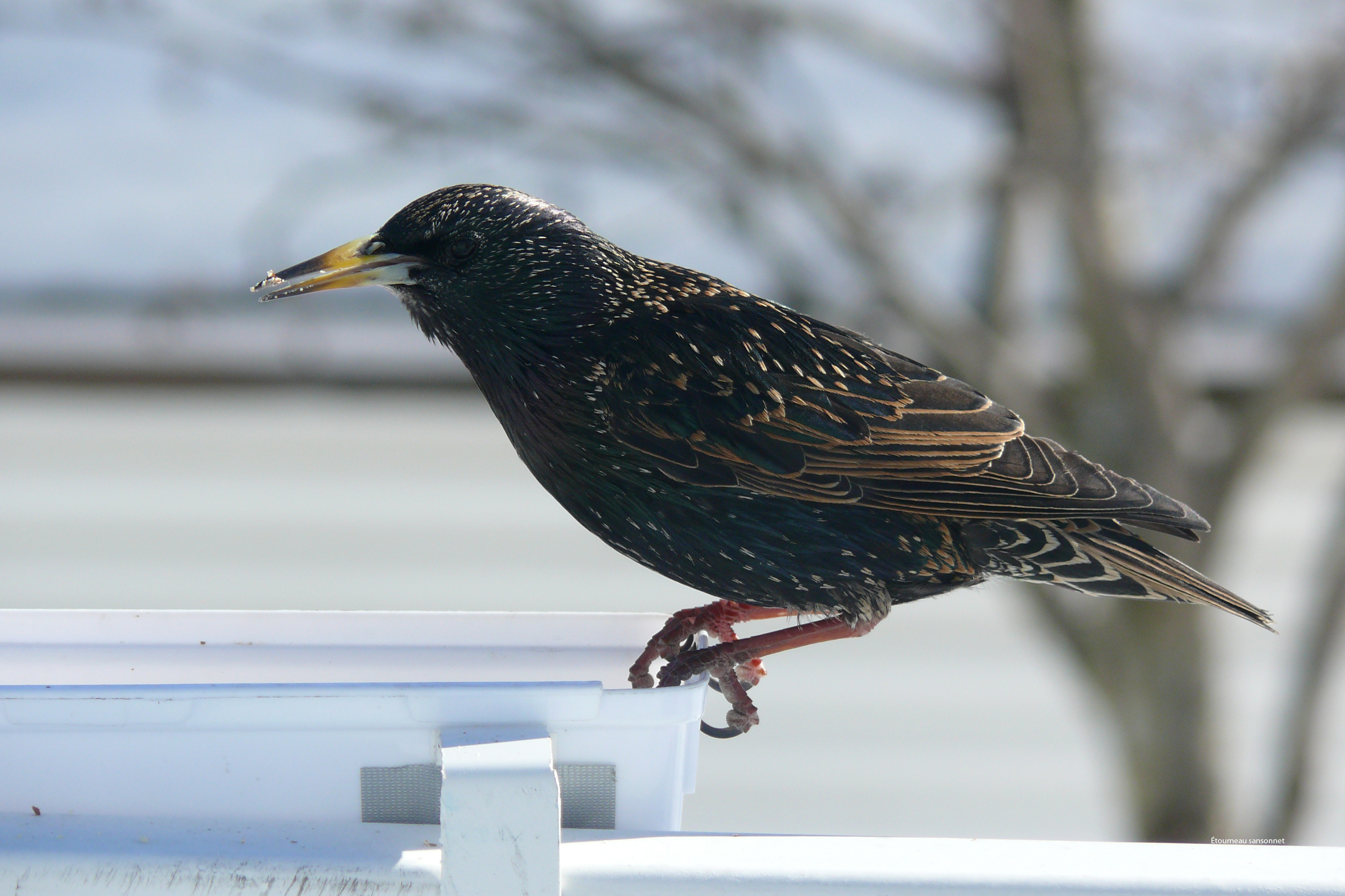 Fonds d'cran Animaux Oiseaux - Etourneaux Étourneau sansonnet