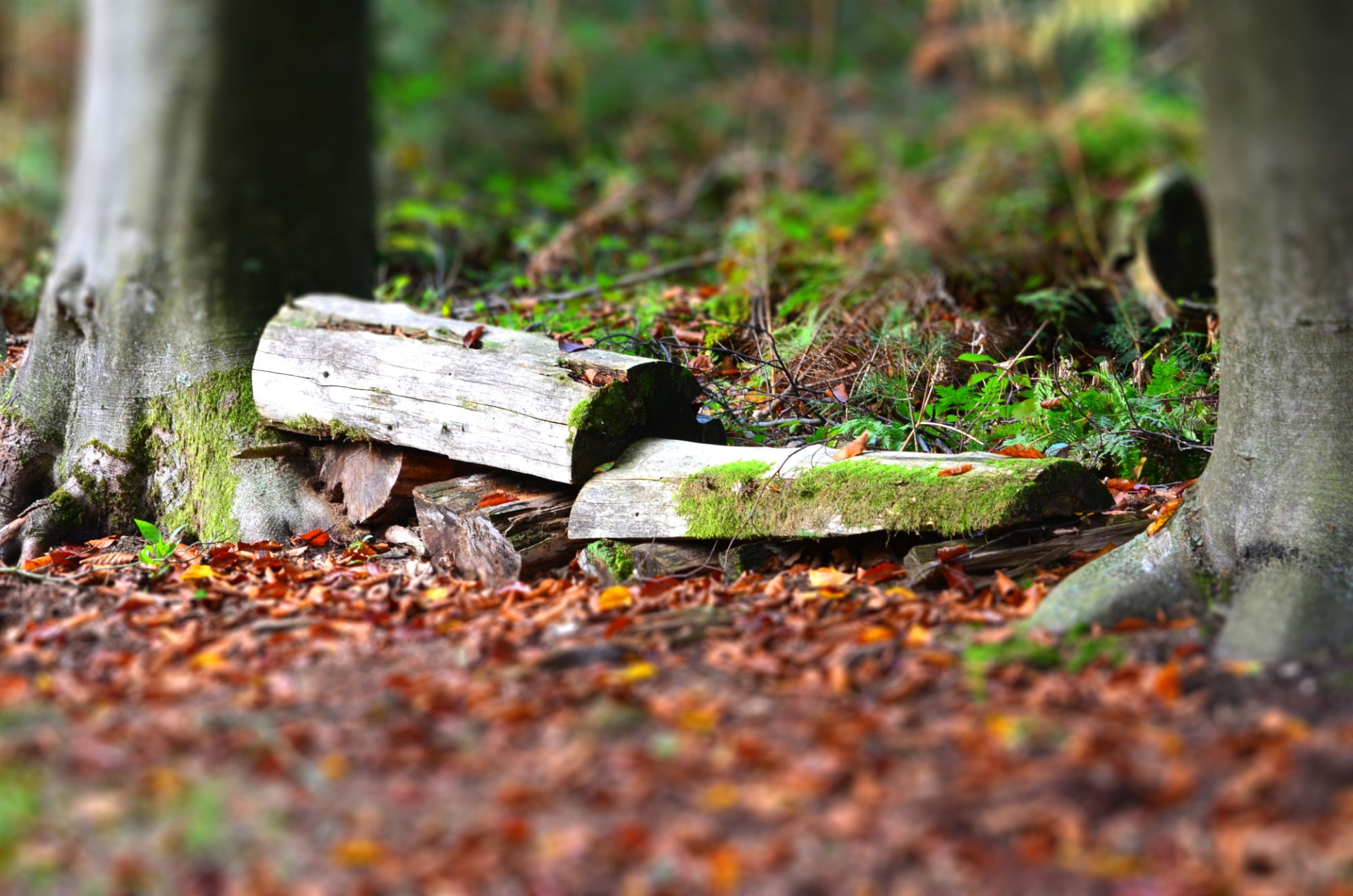 Fonds d'cran Nature Arbres - Forts 