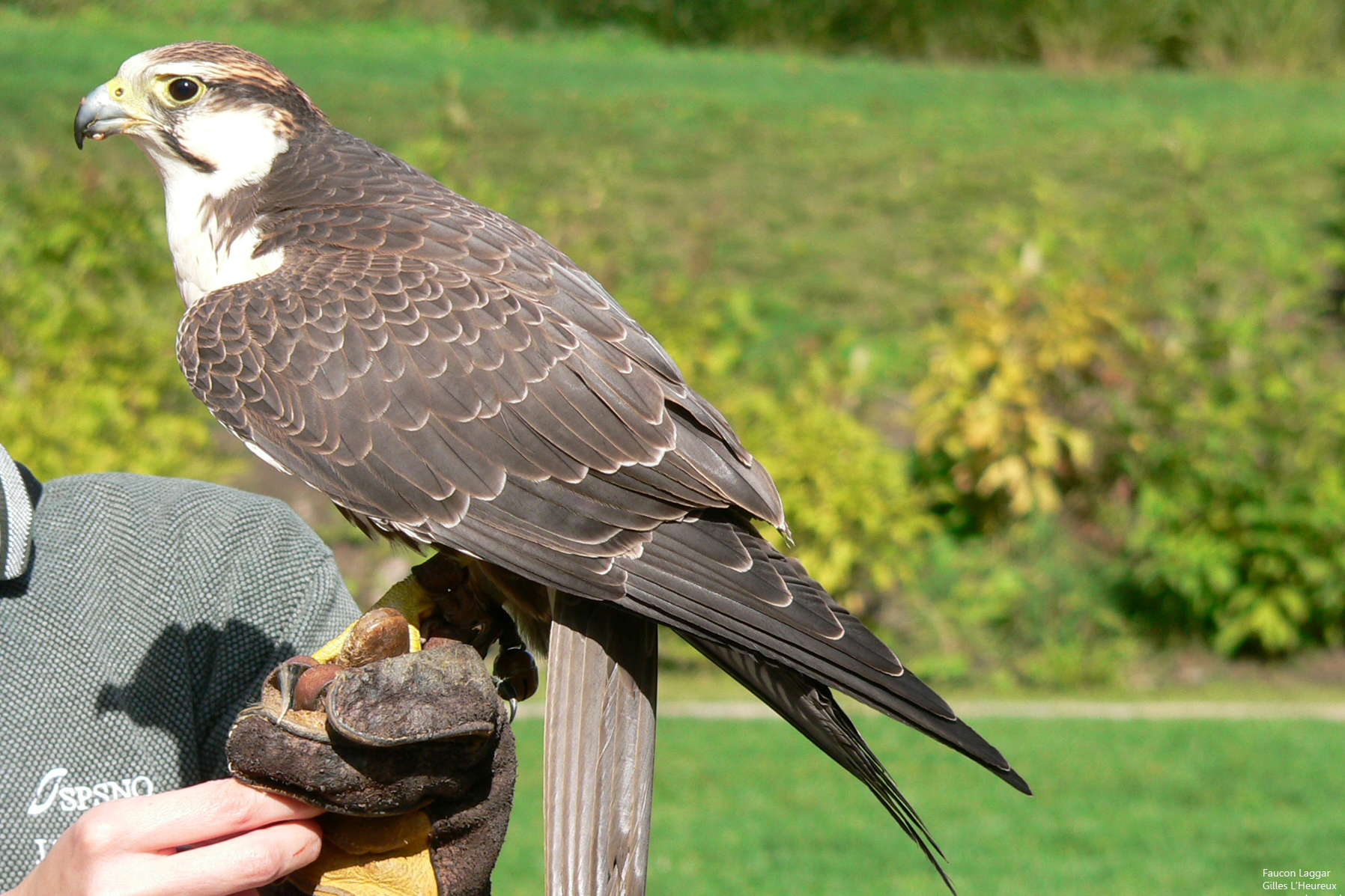 Fonds d'cran Animaux Oiseaux - Faucons Faucon laggar