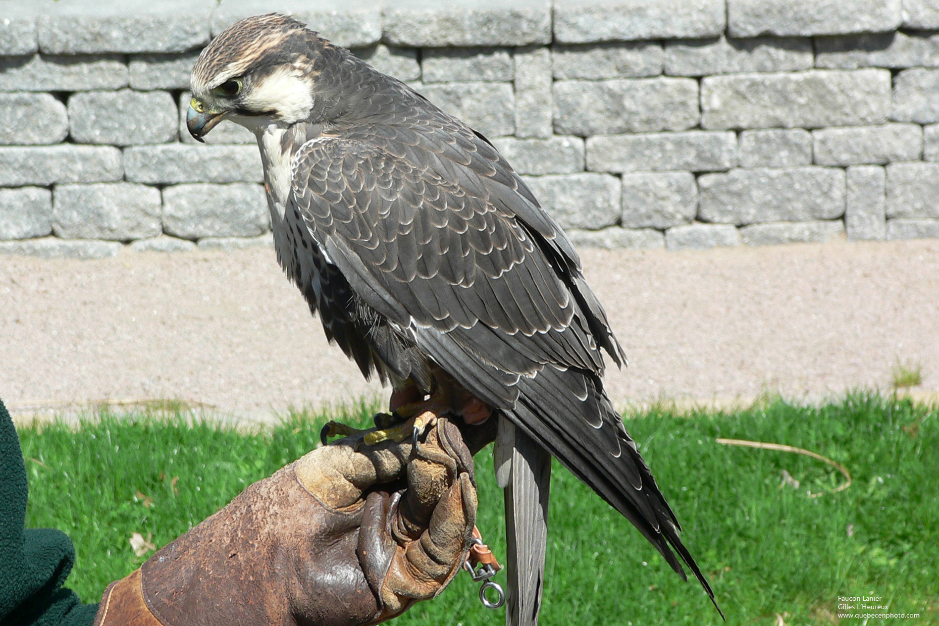 Fonds d'cran Animaux Oiseaux - Faucons Faucon laggar