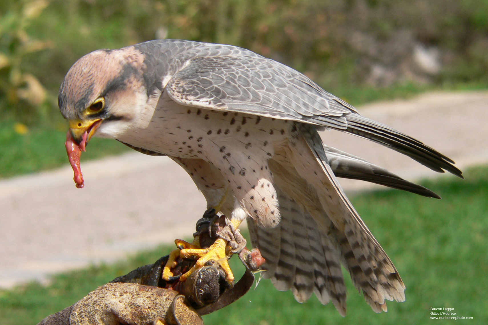 Fonds d'cran Animaux Oiseaux - Faucons Faucon laggar