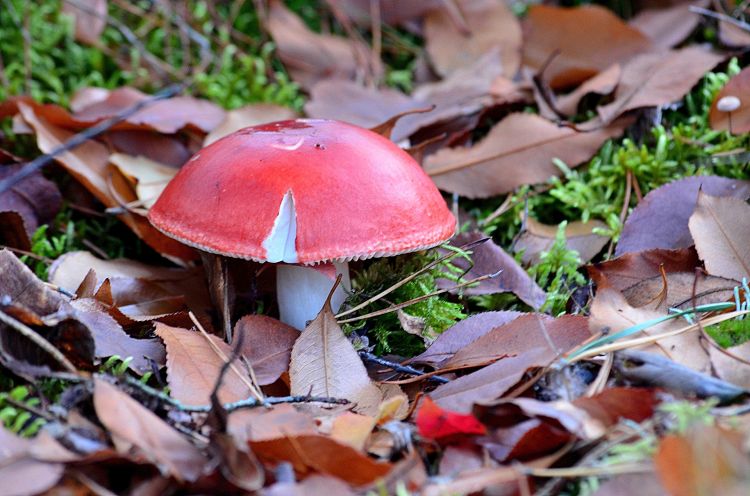 Fonds d'cran Nature Champignons Wallpaper N319806