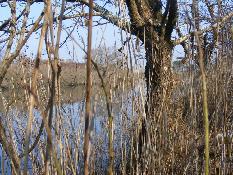 Fonds d'cran Nature Arbres - Forts Attendre et observer