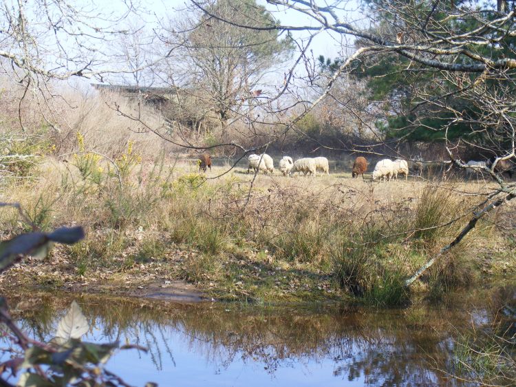 Wallpapers Animals Sheeps Aux abords du parc ornithologique