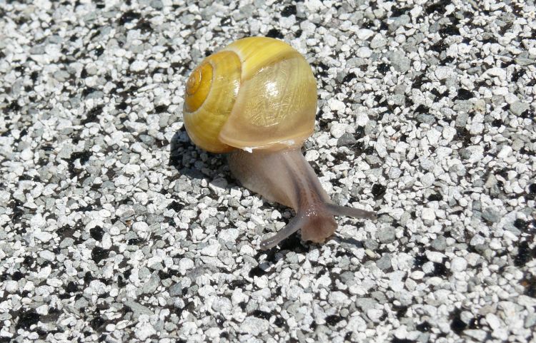 Fonds d'cran Animaux Escargots - Limaces Escargot