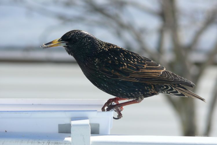 Fonds d'cran Animaux Oiseaux - Etourneaux Étourneau sansonnet