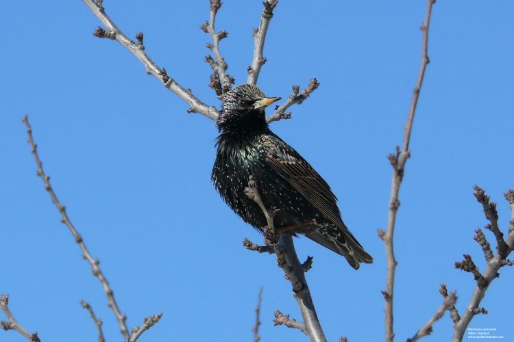 Wallpapers Animals Birds - Starlings Étourneau sansonnet