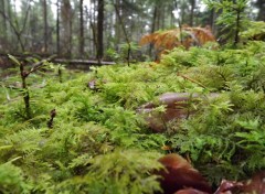  Nature les mousses des sous bois