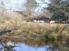  Animals Aux abords du parc ornithologique