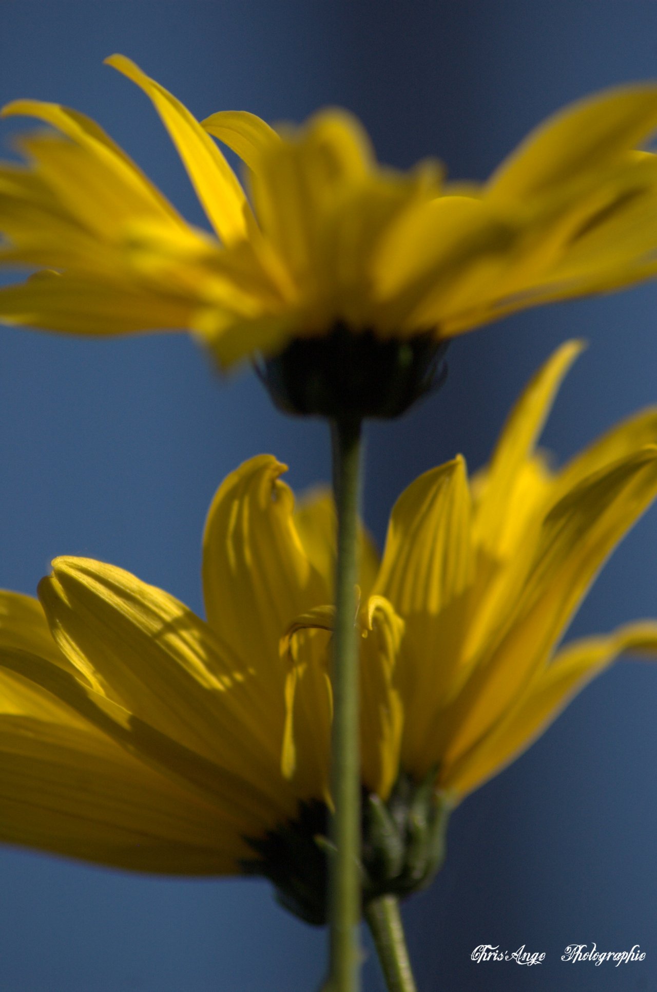 Fonds d'cran Art - Numrique Nature - Fleurs fleurs