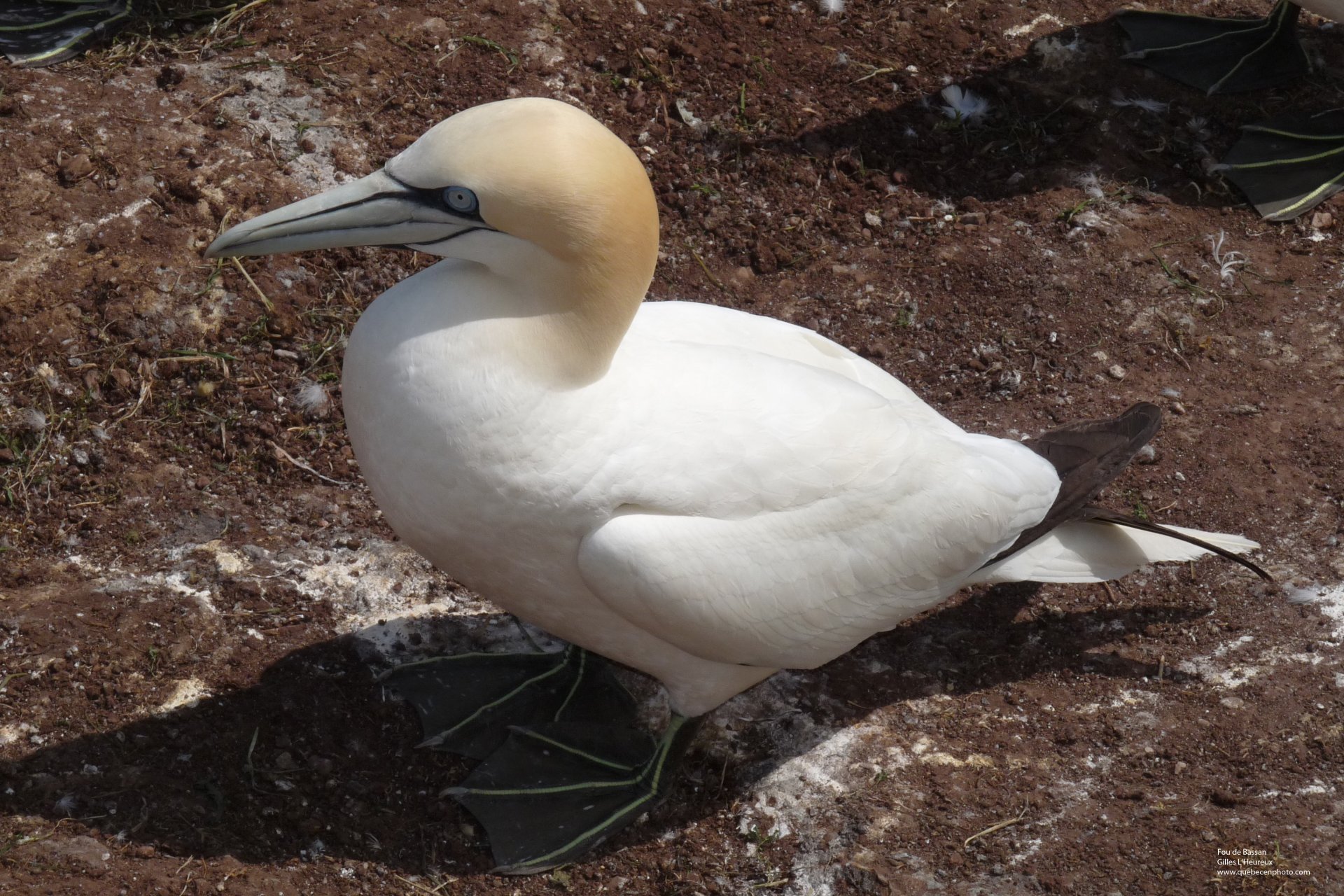 Fonds d'cran Animaux Oiseaux - Fou de Bassan Fou de bassan