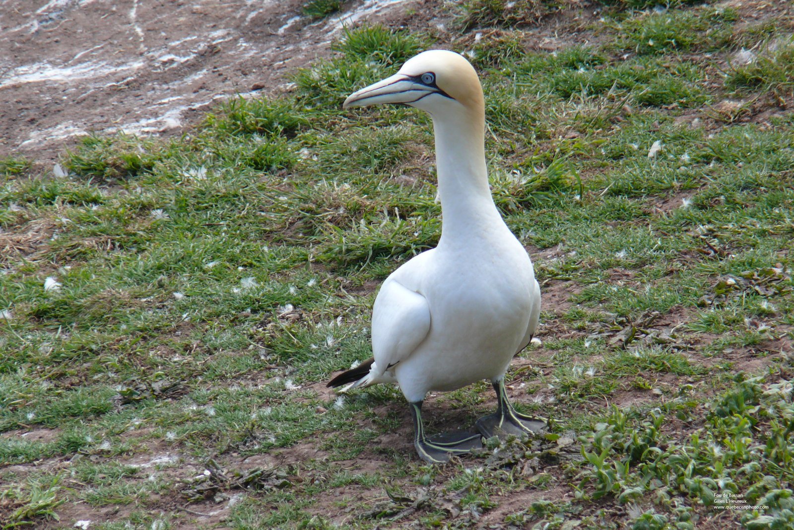 Wallpapers Animals Birds - Fou de Bassan Fou de bassan