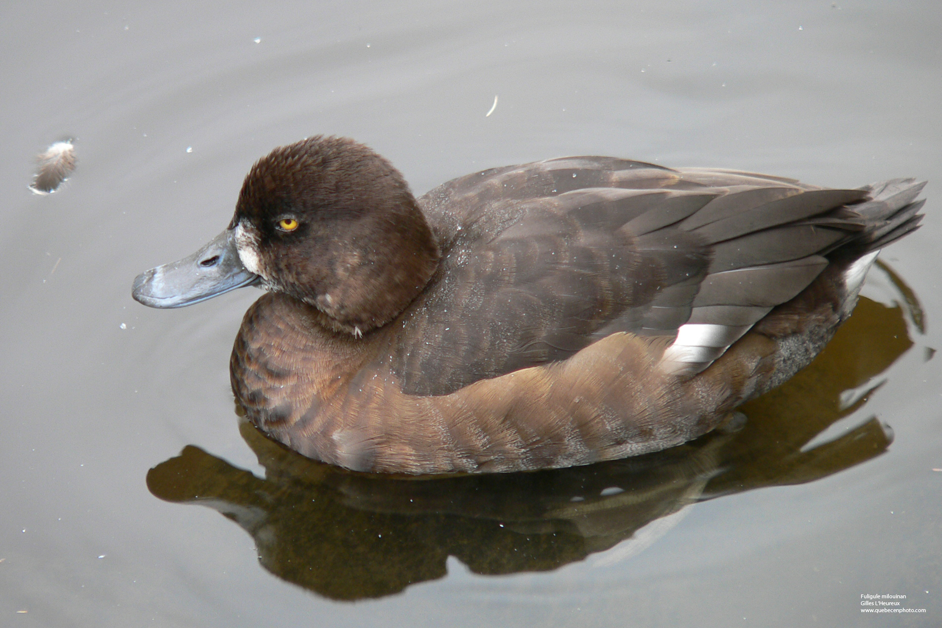 Fonds d'cran Animaux Oiseaux - Canards Fuligule miloinan