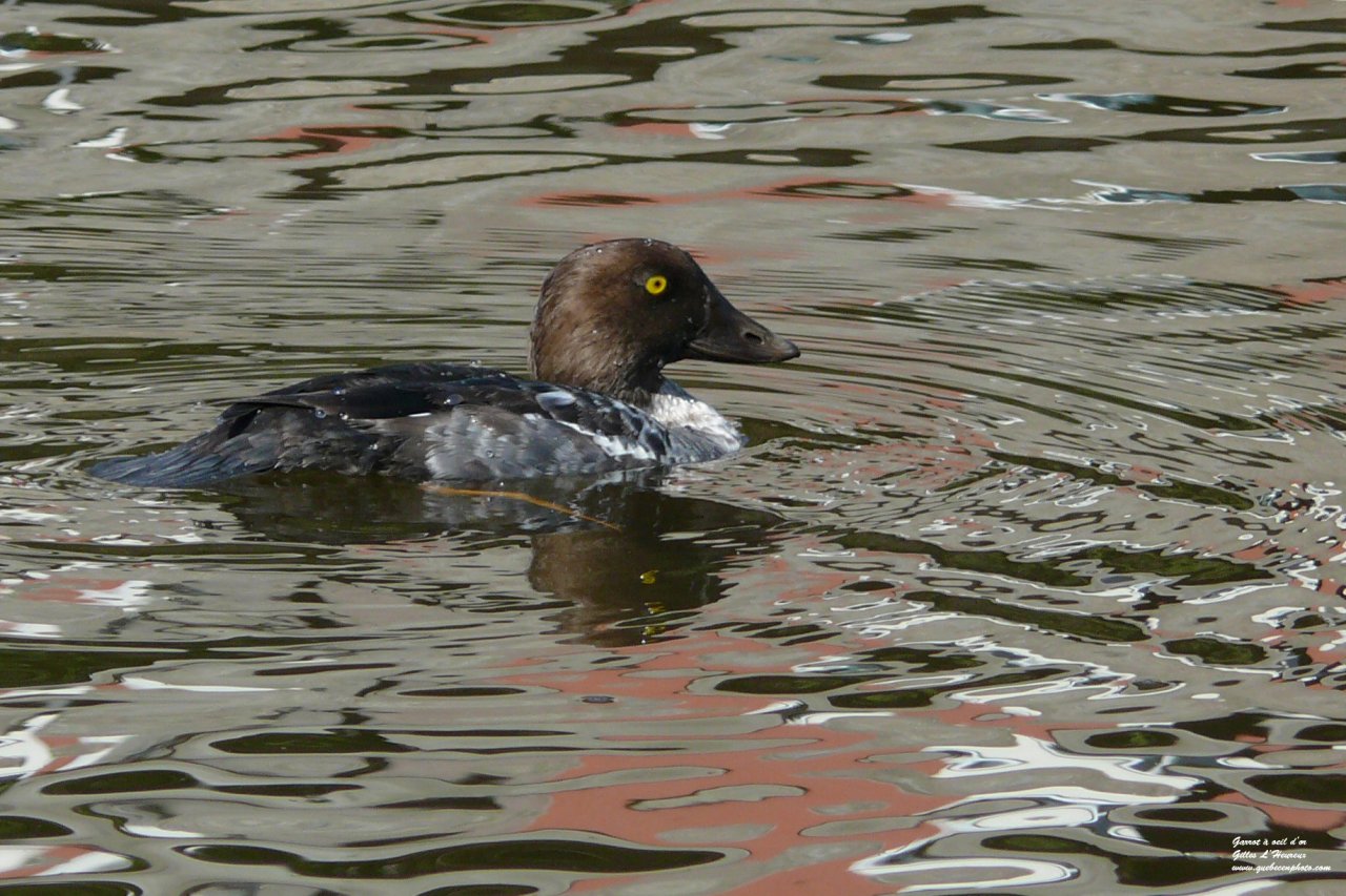 Fonds d'cran Animaux Oiseaux - Canards Garrot  oeil d'or