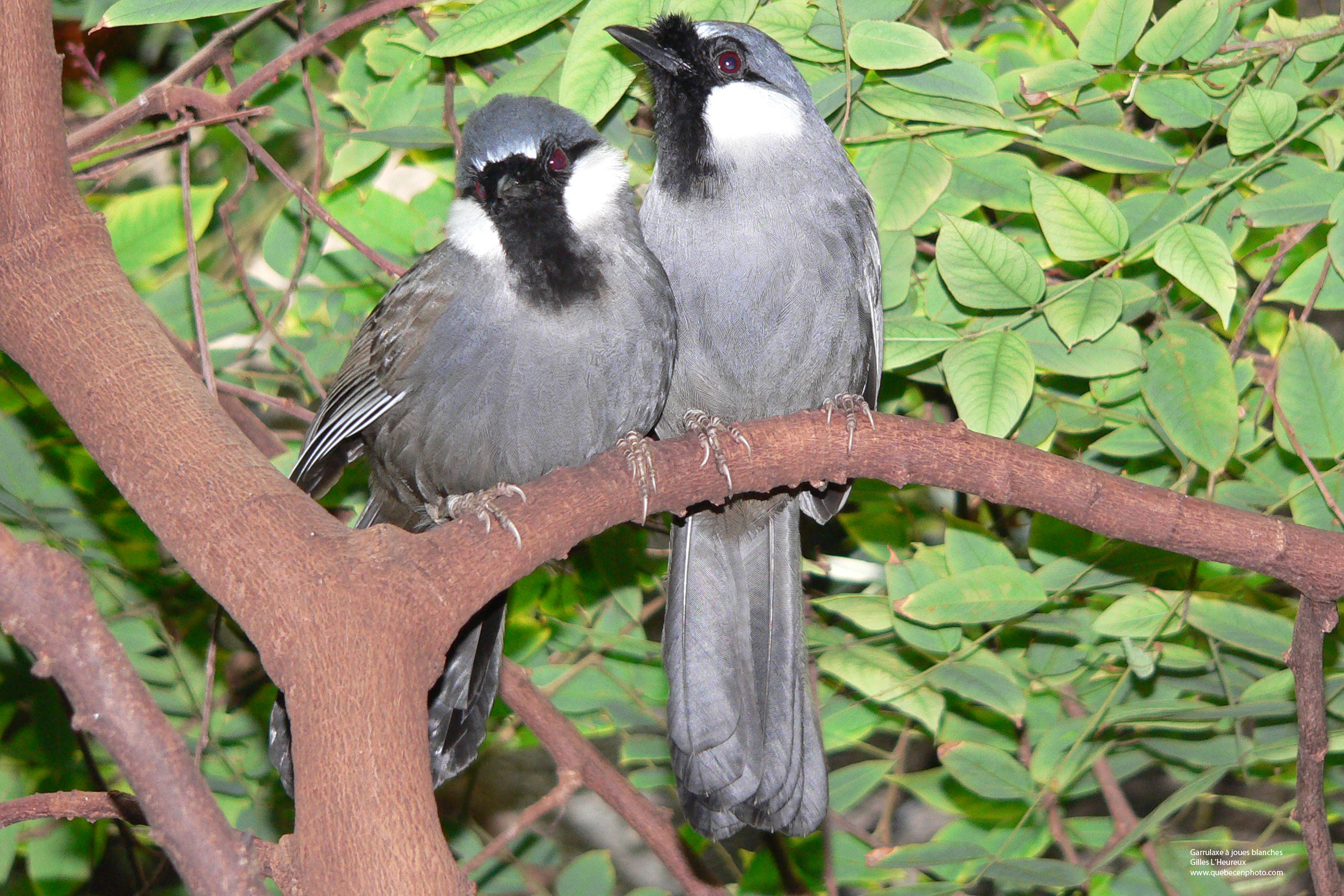 Fonds d'cran Animaux Oiseaux - Passereaux Garrulaxe  joues blanches