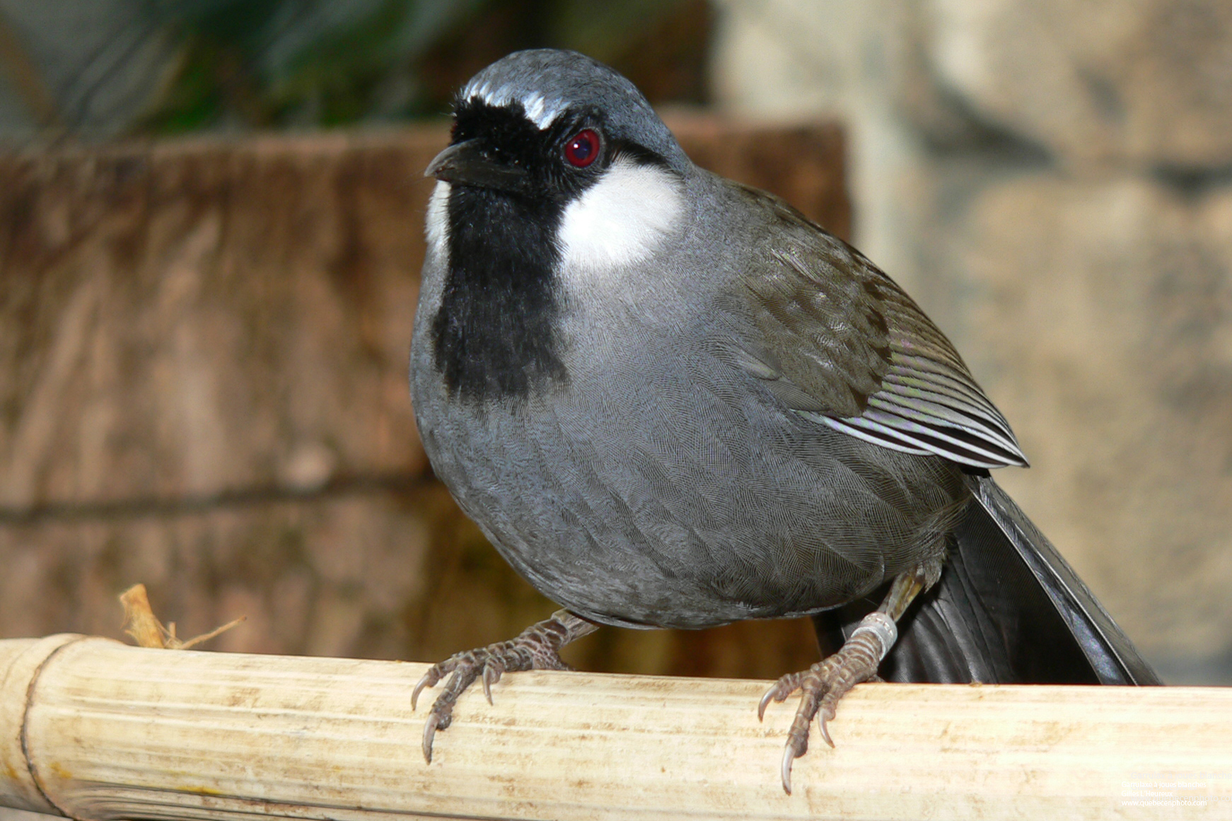 Wallpapers Animals Birds - Passerines Garrulaxe  joues blanches