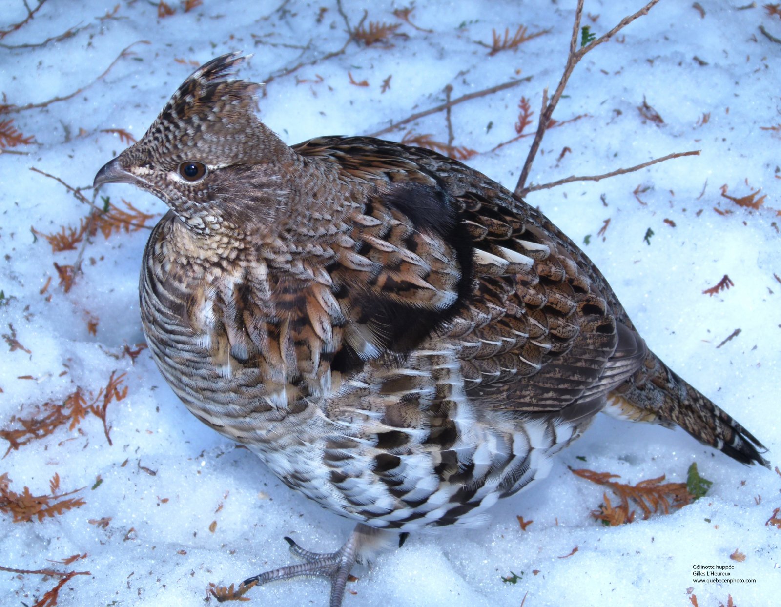 Fonds d'cran Animaux Oiseaux - Glinottes Glinotte huppe