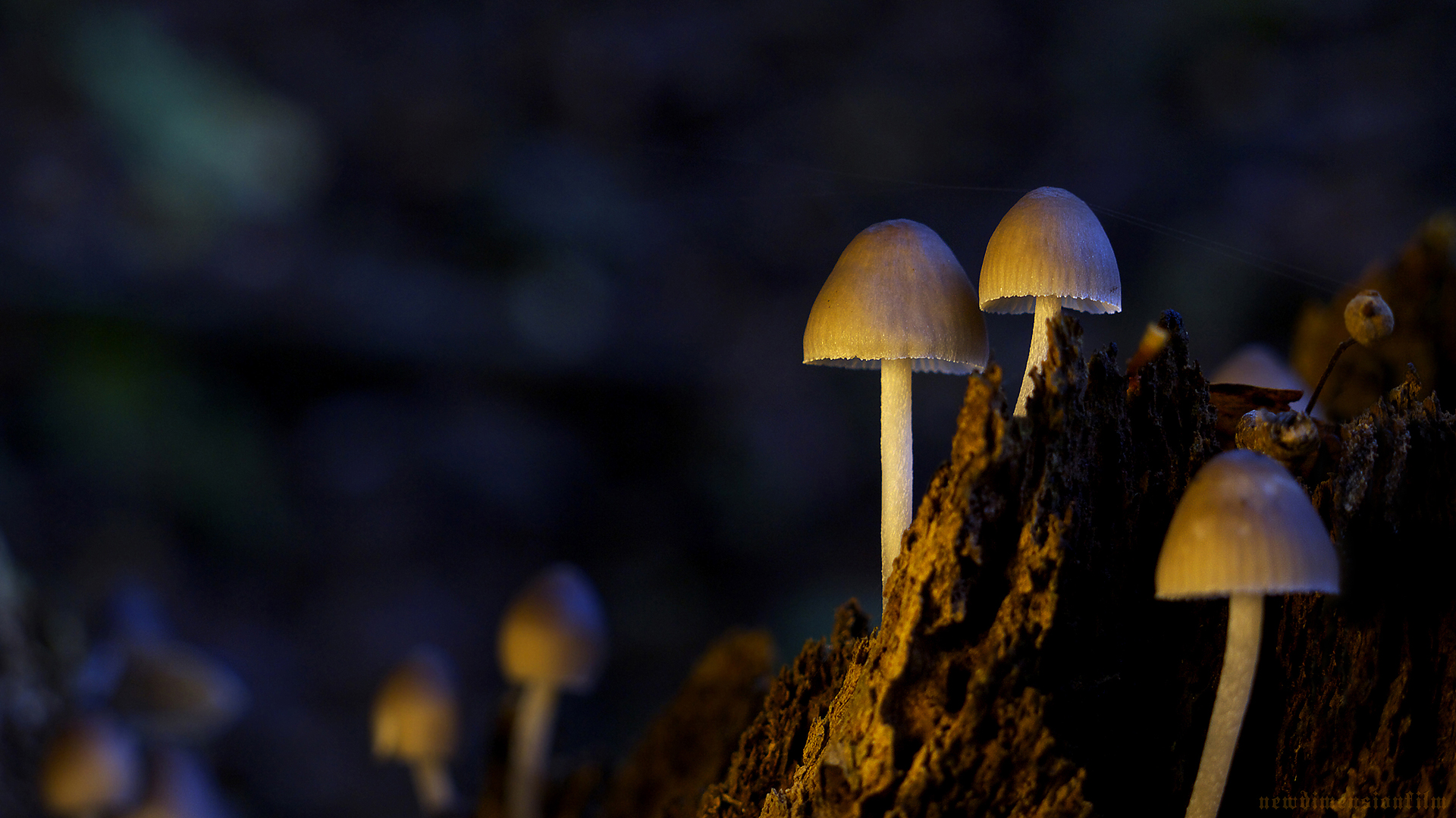 Wallpapers Nature Mushrooms Petit monde magique. 2.