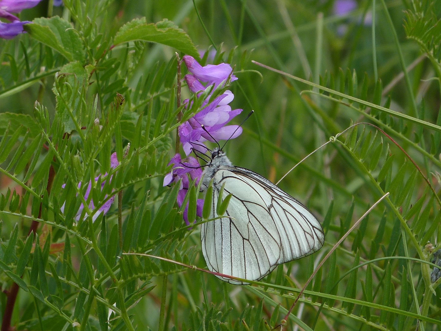 Wallpapers Animals Insects - Butterflies le Gazé 