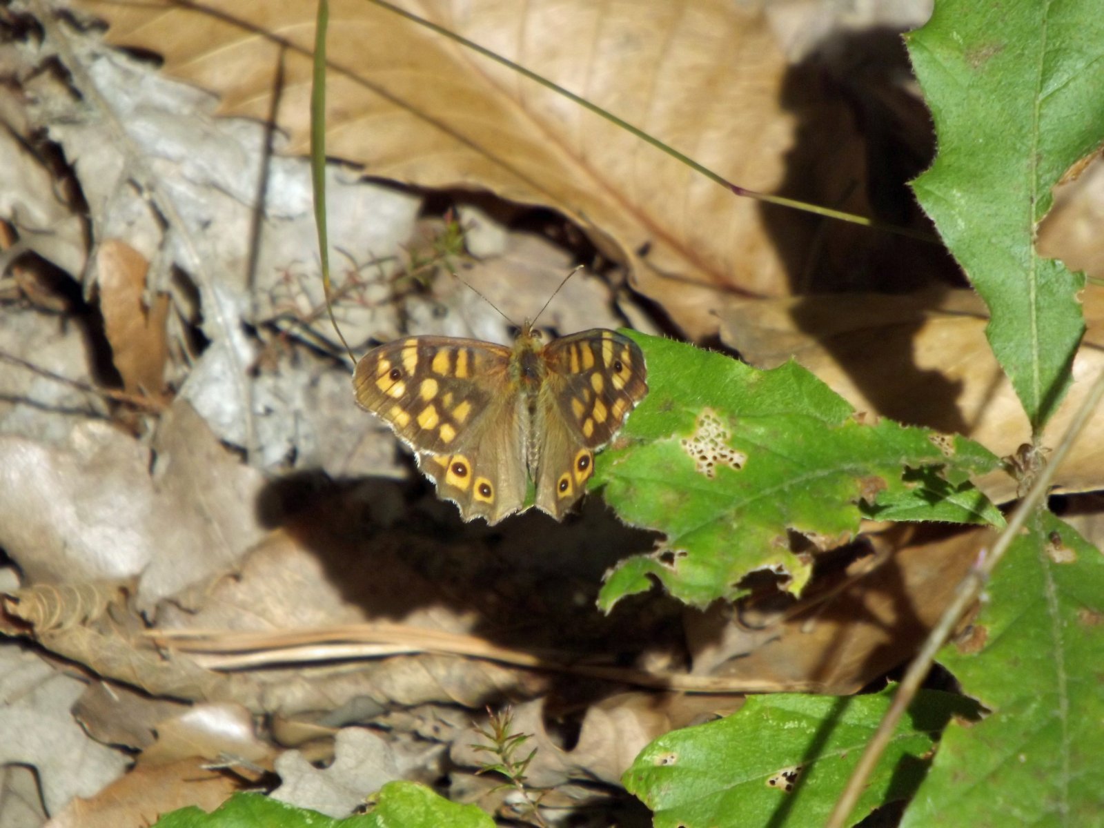 Fonds d'cran Animaux Insectes - Papillons 