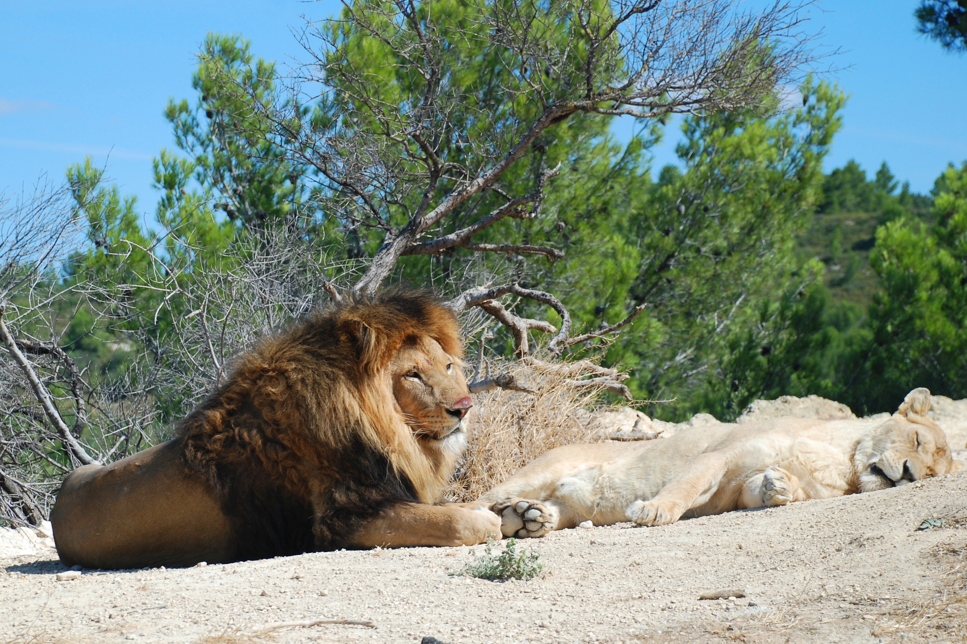 Fonds d'cran Animaux Flins - Lions A la rserve africaine de sigean !...