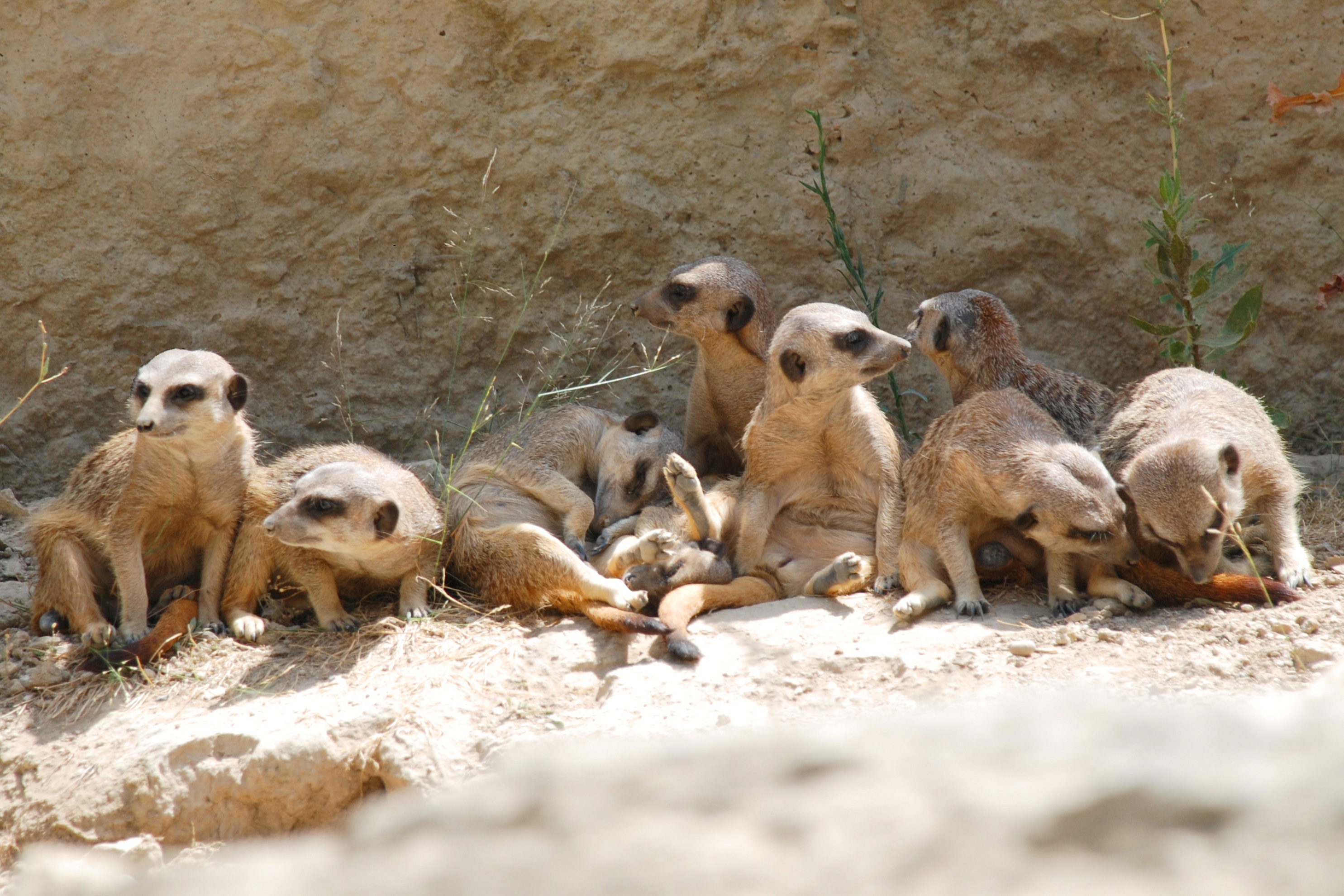 Wallpapers Animals Meerkats A la rserve africaine de sigean !...