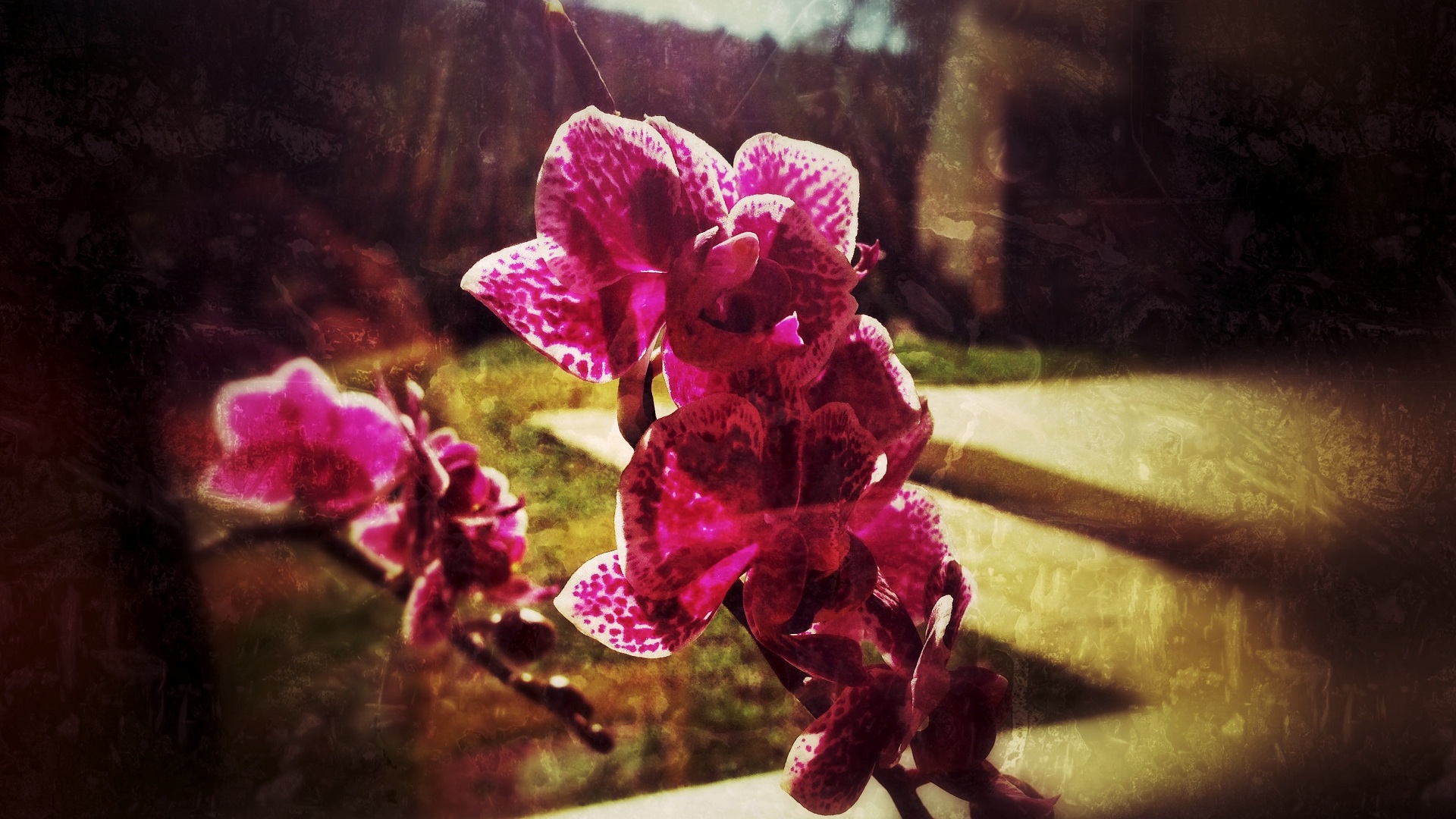 Fonds d'cran Nature Fleurs Orchide: Grunge  1080p