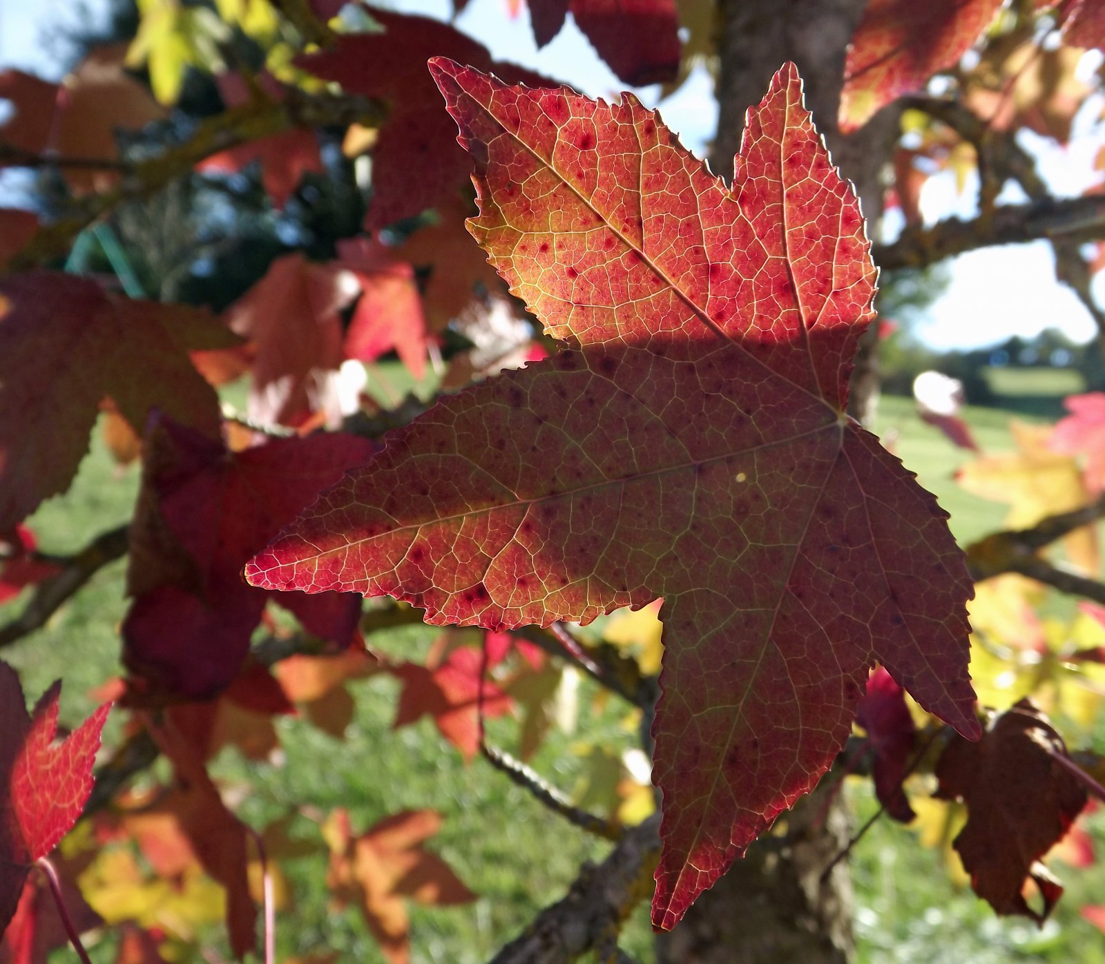 Wallpapers Nature Seasons - Fall rouge feuillage