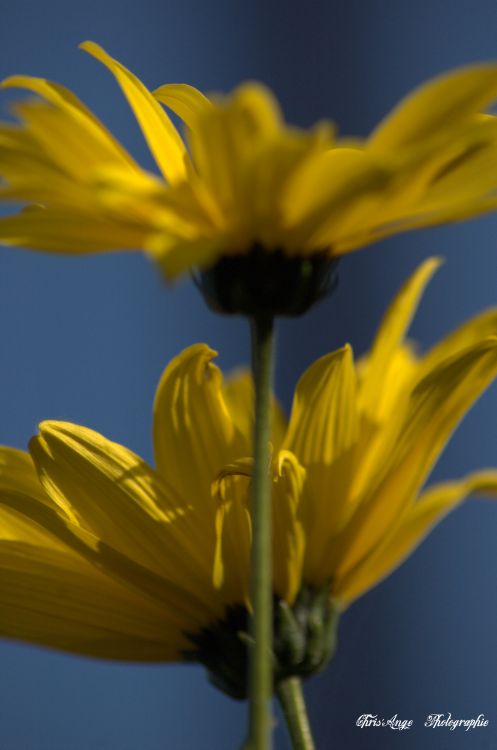 Fonds d'cran Art - Numrique Nature - Fleurs fleurs