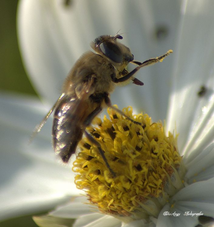 Fonds d'cran Animaux Insectes - Abeilles Gupes ... fleurs et insectes