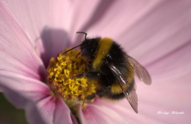 Fonds d'cran Animaux Insectes - Abeilles Gupes ... fleurs et insectes