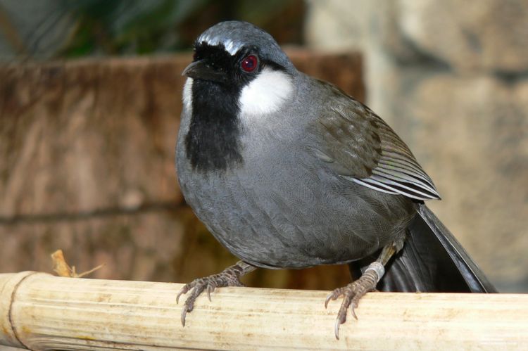 Fonds d'cran Animaux Oiseaux - Passereaux Garrulaxe  joues blanches