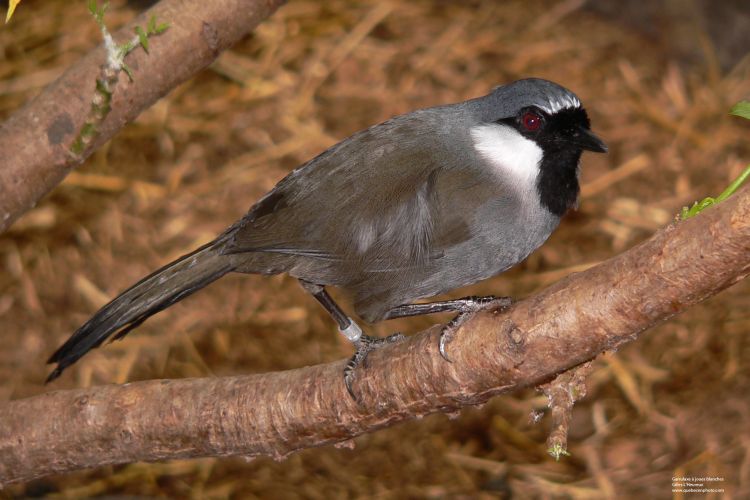 Fonds d'cran Animaux Oiseaux - Passereaux Garrulaxe  joues blanches