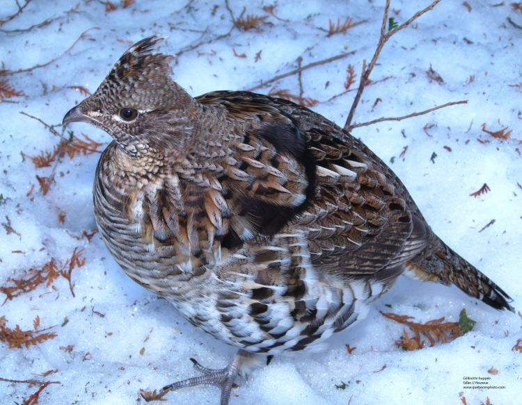 Wallpapers Animals Oiseaux - Glinottes Glinotte huppe