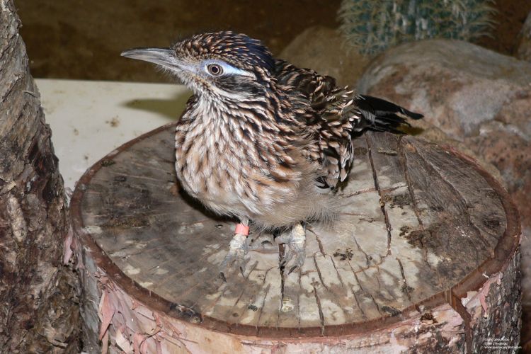 Fonds d'cran Animaux Oiseaux - Gocoucous Grand Gocoucou