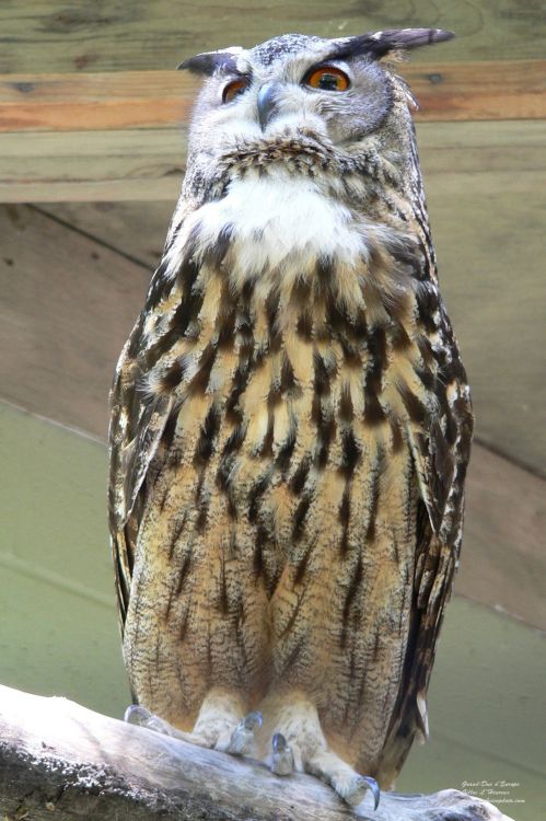 Fonds d'cran Animaux Oiseaux - Hiboux et Chouettes Grand-Duc d'Europe