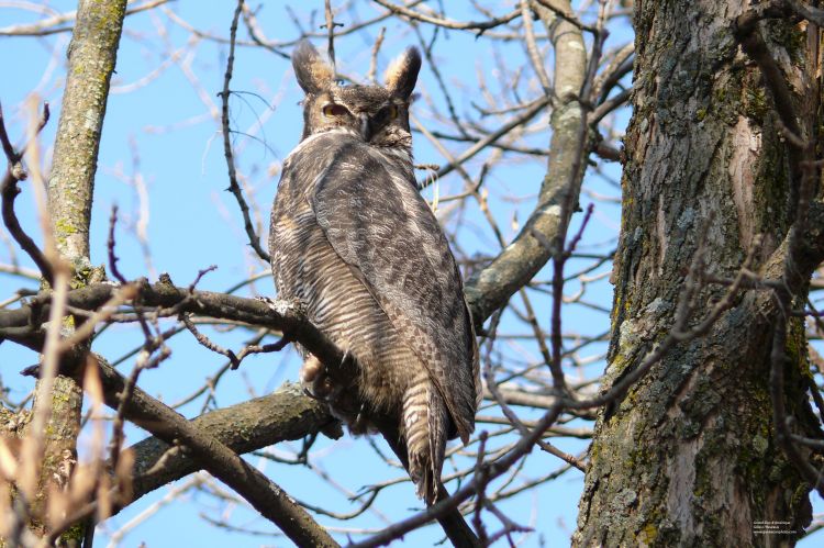 Fonds d'cran Animaux Oiseaux - Hiboux et Chouettes Grand-Duc d'Amrique