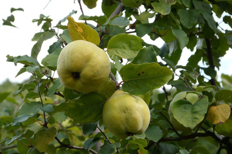 Fonds d'cran Nature Fruits La beauté du coin 