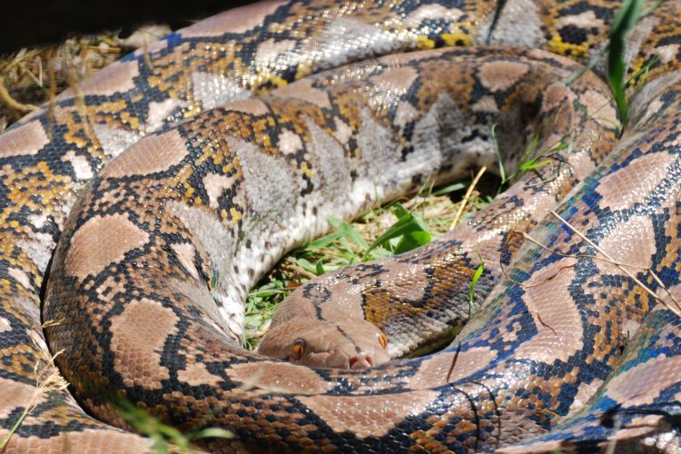 Fonds d'cran Animaux Serpents A la rserve africaine de sigean !...