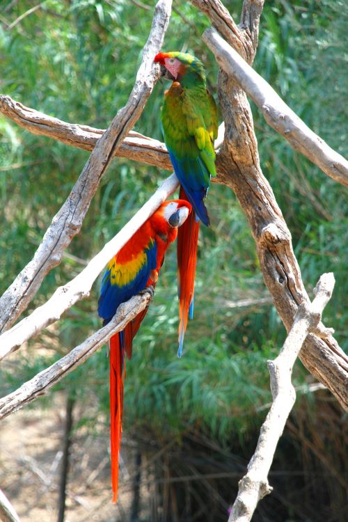 Wallpapers Animals Birds - Parrots A la rserve africaine de sigean !...