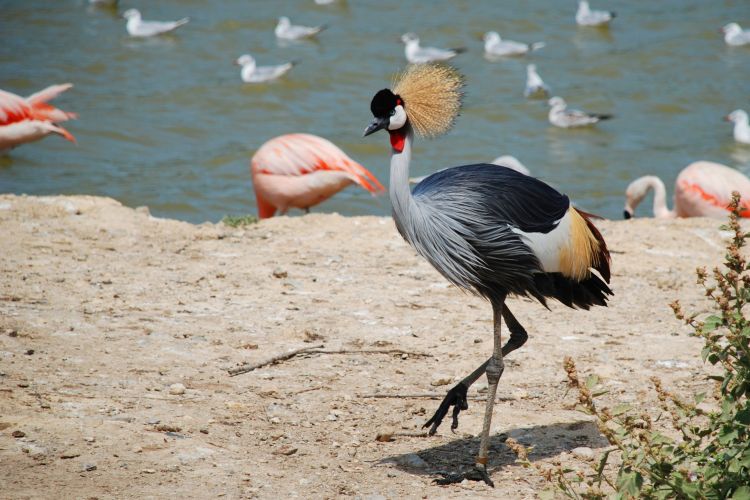 Fonds d'cran Animaux Oiseaux - Grues A la rserve africaine de sigean !...