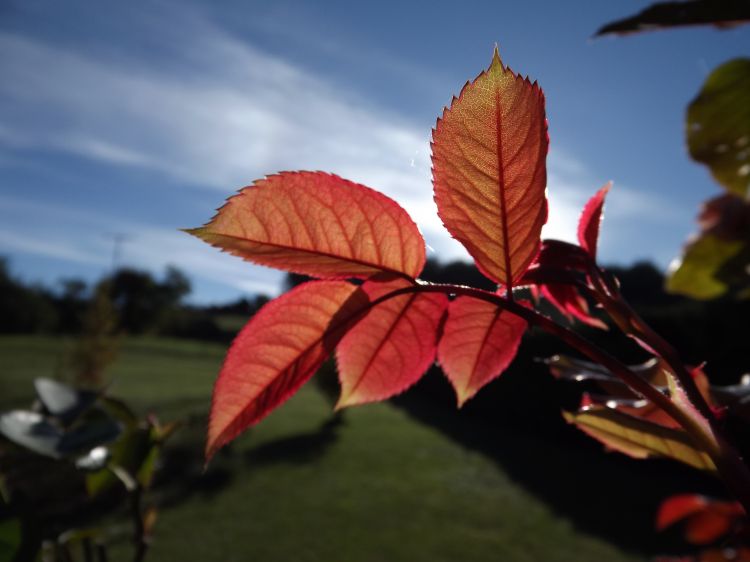 Fonds d'cran Nature Saisons - Automne rouge feuillage