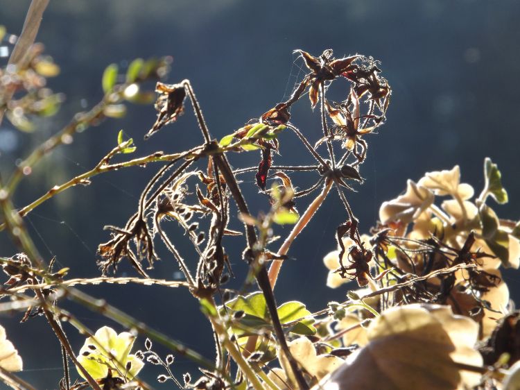 Fonds d'cran Nature Feuilles - Feuillages après la gelée