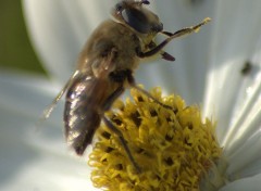  Animaux fleurs et insectes