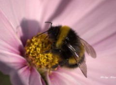  Animaux fleurs et insectes